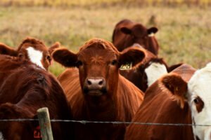 Farms and Ranches