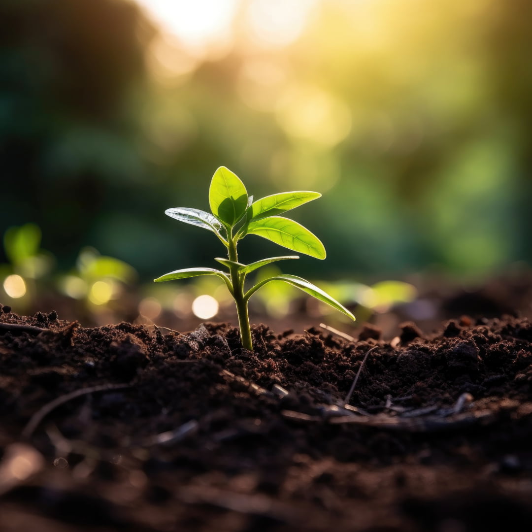 Seedling planted in a forest